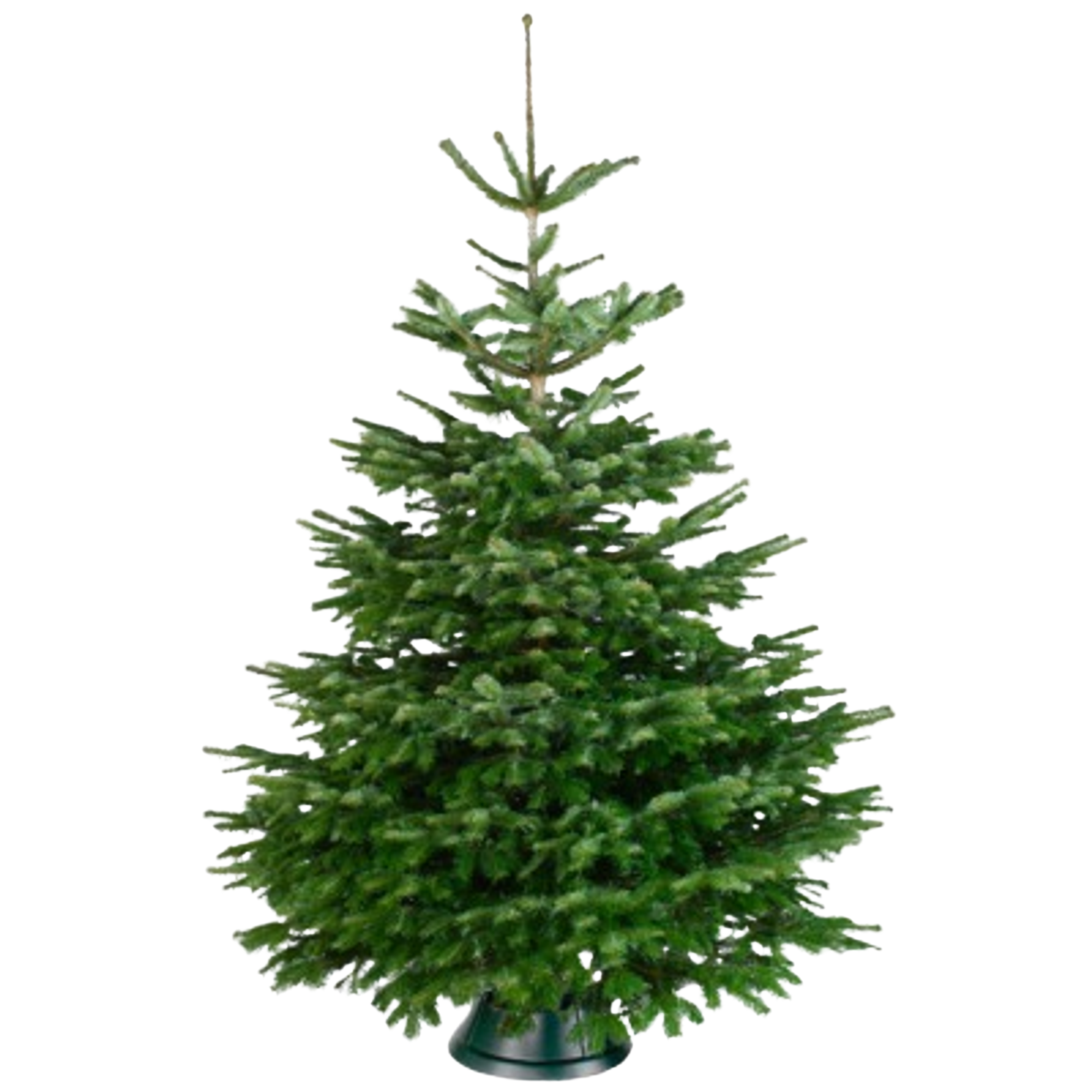 Central Park Kerstboom - Nordmann - Gezaagd - 150-175 cm
